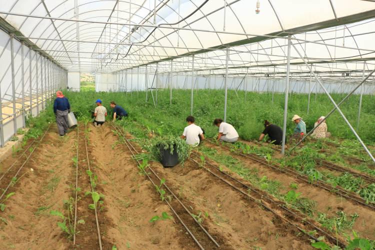 <p>Erbaa'mız toprak yapısı, iklim özellikleri itibarıyla kesme çiçekçilik üretimi bakımından fevkalade elverişli bir bölgedir.</p>