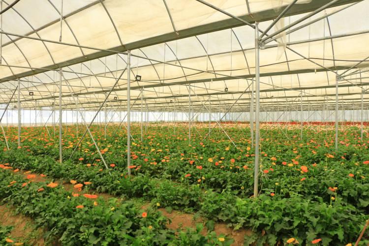 <p><span style="color:#B22222"><strong>'KARADENİZ'E KESME ÇİÇEKÇİLİK TİCARET MERKEZİ KURMAYI HEDEFLİYORUZ'</strong></span></p>

<p> </p>
