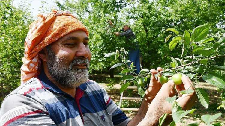 <p><em>Demir eksikliğini önlemedeki tedavi sürecinde yardımcıdır. Yeşil erik, vücutta kan yapımına yardımcı olur. Ayrıca, anemi gibi kırmızı kan hücrelerinin eksikliği ile ilgili hastalıkları erikteki zengin C vitamini ve demir içeriği engellemeye yardımcı olur.</em></p>
<p>Fit ve sıkı bir vücut için erik yemelisiniz. Yeşil erik, içeriğindeki c vitamini sayesinde bağ dokusunu güçlendirmekte ve böylece daha sıkı bir vücuda sahip olunmasına katkıda bulunmaktadır.</p>