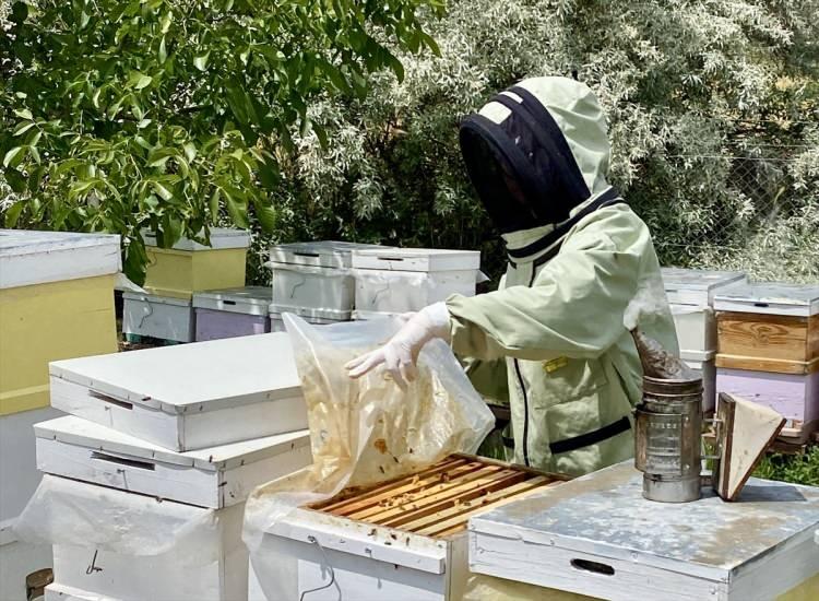 <p>Tarım ve Orman Bakanlığı Tarımsal Araştırmalar ve Politikalar Genel Müdürlüğü (TAGEM), İl Tarım ve Orman Müdürlüğü ile Kırşehir Arı Yetiştiricileri Birliğince 2019'da başlatılan <em><strong>"Anadolu Arısı Islah Projesi</strong></em>" kapsamında, Kırşehir'deki Kervansaray Dağları ile Boztepe, Çiçekdağı ve Mucur ilçelerinin dağ köylerinde araştırma yapıldı.</p>
<p> </p>