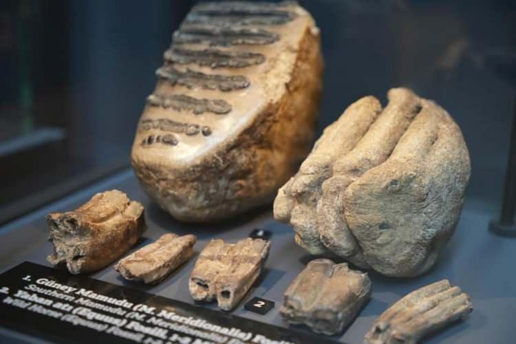 <p>Tun&ccedil; &Ccedil;ağı&rsquo;na ait savaş ve avcılık malzemeleri, Karadeniz B&ouml;lgesi&rsquo;ndeki ilk insan yerleşkesinin buluntuları, pişmiş topraktan yapılan lahit mezarlar,&nbsp;</p>
