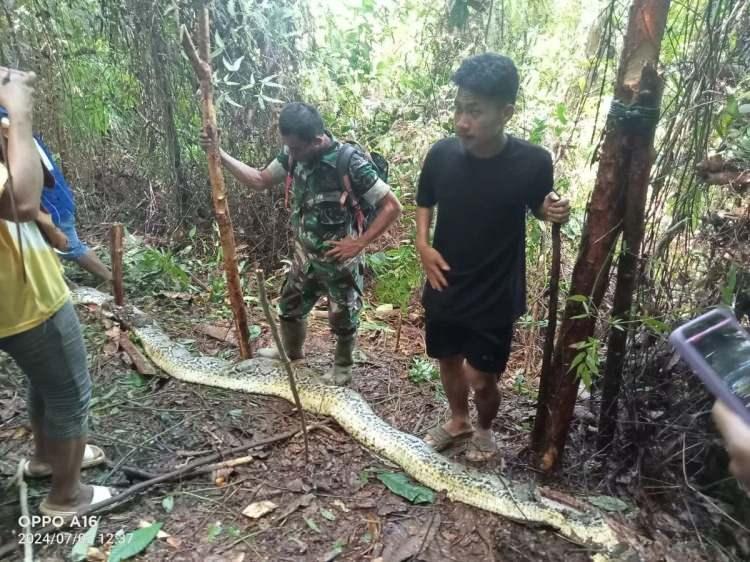 <p>Ülkenin Güney Sulawesi eyaletinde dokuz metre uzunluğunda dev bir piton yılanı, ormandan geçen bir kadını yuttu.</p>

<p> </p>
