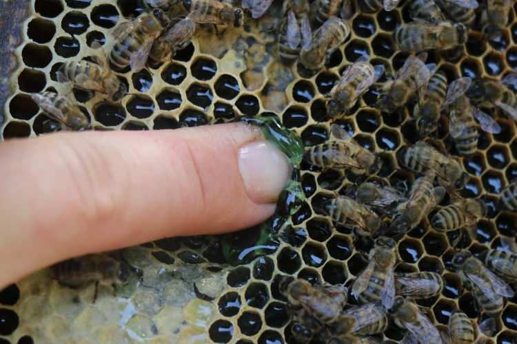 <p><strong>“Herhangi bir yem veya katkı maddesi olduğunu düşünmüyorum”</strong></p>
<p>Yeşil renkteki balı incelenmesi için üniversiteye gönderdiğini aktaran Ali Uyar, <strong>“10 yıldır sabit olarak buradayım. Bu bölge ıhlamur balı ve akasya balı açısından üretim yaptığımız bir bölge. Aslında biz de faaliyet olarak burada sabit olarak arı üstü üretiyoruz. Arı üstünün yanında da ıhlamur balı ve akasya balı üretimlerini gerçekleştiriyoruz. Yaklaşık iki hafta önce bir kovanımızda yeşil renkte bir sıvı gördüm. Ondan sonra diğer gözlemlerimde de diğer kovanlara baktığımda da herhangi bir emare yok bu üründen getirmiyordu. Bu ürünü aldım üniversiteye tahlile gönderdim. Sonuçlarını bekliyoruz. Ben daha çok havaların sıcaklığından geceleri çiğ yağdığında oluşan bir fruktozun olduğunu düşünüyoruz herhangi bir yem veya katkı maddesi olduğunu düşünmüyorum çünkü diğer kovanlarda getirirdi. Öyle bir şey olmadığı için şu anki benim fikrim bir bal türü olduğunu düşünüyoruz” </strong>dedi.</p>