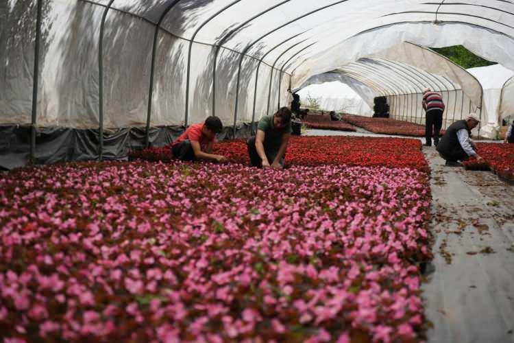 <p>Sezonda 3 milyon adet üretim yaptıklarını ve desteklenmeleri durumunda daha da büyüyebileceklerini belirten Sakarya, “Üretici olarak 14 tane üyemiz var. Hedefimiz üreticiyi arttırmak.</p>
