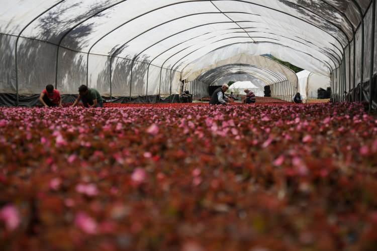 <p>Biz burada aile işçiliği yaptığımız için bizim maliyetimiz oraya göre biraz daha düşük. Müşteriler bizim piyasamızın Yalova ve Bursa merkeze göre biraz daha düşük olduğu için bizi tercih ediyorlar” dedi.</p>