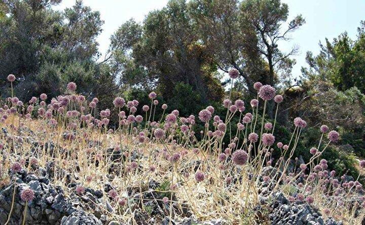 <p>Sadece Tunceli'de yetişen ve endemik bir bitki türü olan Tunceli dağ sarımsağını (Allium Tuncelianum) toplamak, 387 bin 141 lira gibi yüksek bir idari para cezasına yol açtığını biliyor muydunuz?</p>