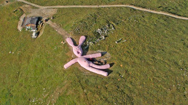 <p><strong>Dev pembe tavşan</strong></p>
<p> </p>