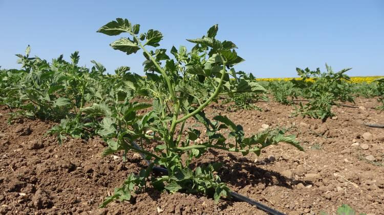 <p>Lezzetinin sırrı; rüzgar ve toprak olan meşhur Çanakkale domatesinin hasadına Temmuz'da başlanacak.</p>
