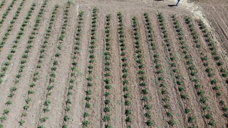<p>Yaklaşık 700 bin ton domates üretiliyor. Kendine has kokusu ve lezzetiyle Türkiye'de meşhur olan Çanakkale domatesinin ilk turfanda olan fideleri yaklaşık bir ay önce toprakla buluştu.</p>