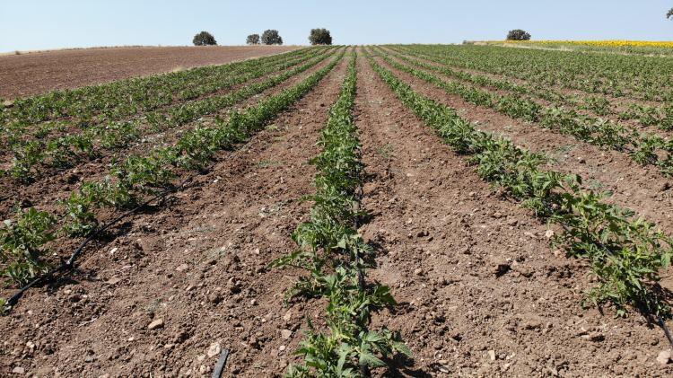 <p>Merkez ilçeye bağlı Çıplak köyü muhtarı ve domates üreticisi olan Ufuk Göçoğlu, Çanakkale'nin tarihiyle, doğa güzellikleriyle ve tarımıyla meşhur bir şehir olduğunu belirterek, “24 Mayıs'ta toprakla fidelerimizi buluşturduk. </p>