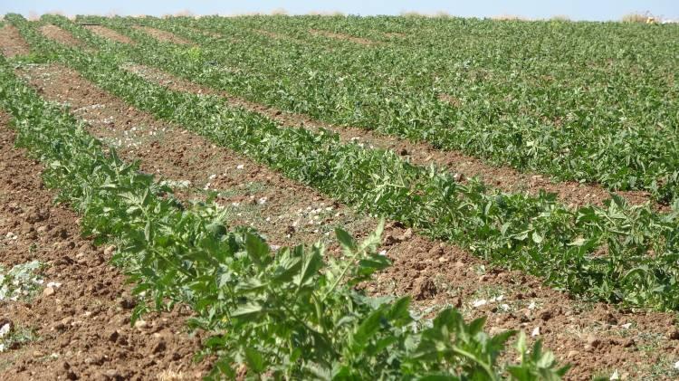 <p> İlk turfan için erken domates fidesi diken arkadaşlar var. Çanakkale'de tarladan 20 Temmuz'dan itibaren Çanakkale domatesinin hasadına başlanır.</p>