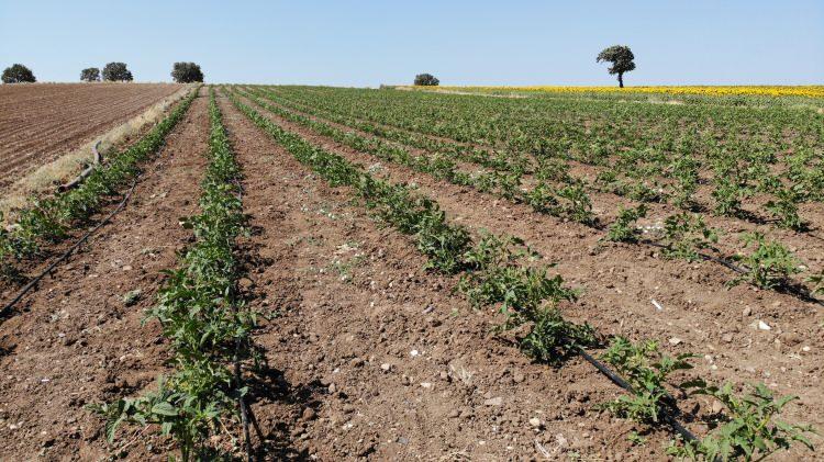 <p>Girdi maliyetinin yüksek olmasından dolayı, tuta dediğimiz zararlının bitkiye zarar vermesinden ve en önemlisi de mevsimlik işçi bulamadığımızdan dolayı yavaş yavaş Çanakkale domatesi dikimi bitmek üzere.</p>