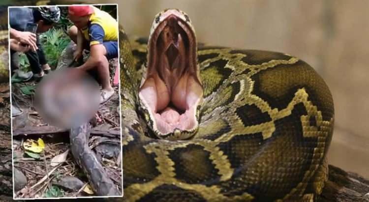 <p>Endonezyalı bir kadının kaybolması üzerine onu arayışa çıkan eşi korkunç manzarayla karşılaştı. Dokuz metre uzunluğundaki dev bir piton yılanının ağzında eşin bacaklarını gördü.</p>

<p> </p>
