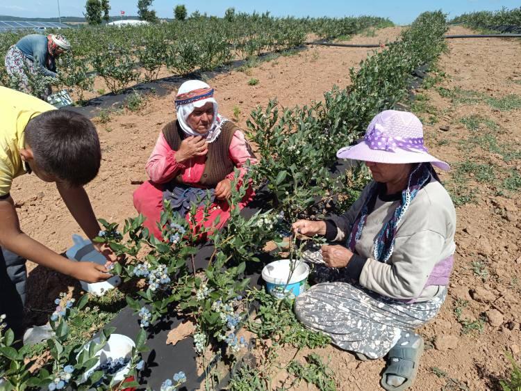 <p>Bilecik'te kurak bir arazide 3 yıl önce deneme amaçlı ekilen maviyemişin (yaban mersini) hasadı yapıldı. Maviyemiş hasadı yapılan köyde, 10 tonluk üretim tüm köyün geçim kaynağı oldu.</p>
