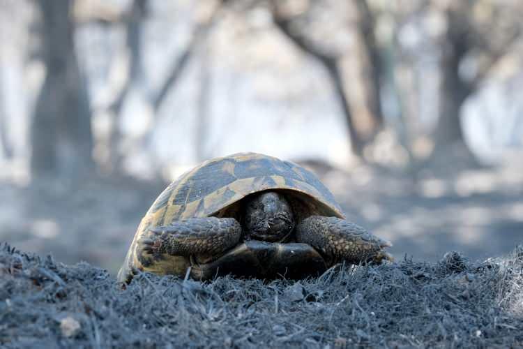 <p>Bu arada alevlere müdahale eden bazı itfaiye erleri yaralandı.</p>
