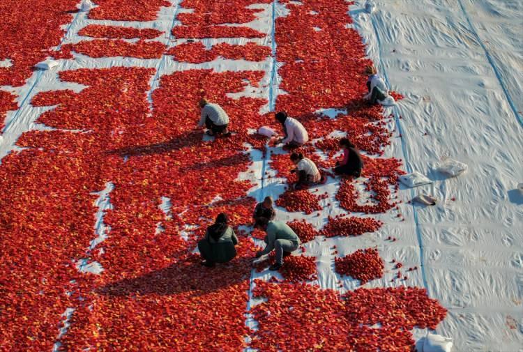 <p>Üretim alanında artış olduğunu belirten Saygıner, "Dolayısıyla domatesin hasat edilme sürecinde bu durum üreticilere ve alıcılara fiyat avantajı sağlıyor. Domates bulmakta zorlanmıyoruz." diye konuştu.</p>
<p> </p>