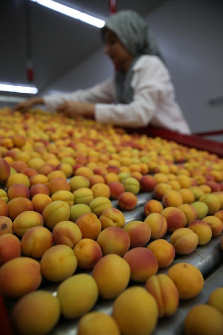 <p>"Taze kayısılar Avrupa merkezli daha çok Almanya'ya gönderiliyor. 20 ülkeye ihraç ediyoruz. Ürünler 4 kilogram ve 350 gramlık paketler halinde soğuk hava depolarına alınıyor. Soğuk hava depolarından sonra özel araçlarla ürün gideceği bölgelere transfer ediyor. </p>
<p> </p>