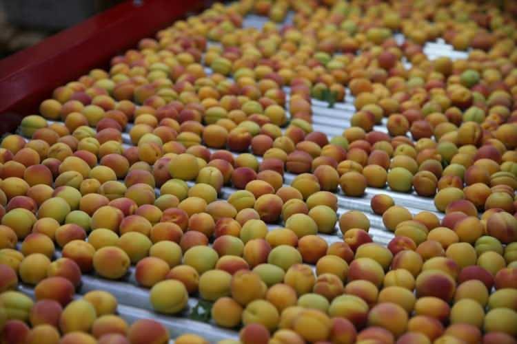 <p>Bu yıl yaş kayısı ihracatında da hedeflerimizi büyüttük daha fazla ülkeye ve tüketiciye ulaşmak için yoğun bir gayretle çalışıyoruz."</p>