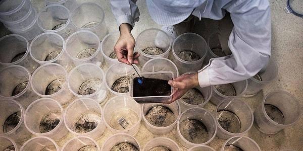 <p><strong>T&uuml;m bu iddialara rağmen sivrisinek &uuml;retimine ara vermeden Kolombiya'da devam eden Bill Gates, laboratuvarlarda &uuml;rettiği sivrisinekler ile ne yapmayı planlıyor?</strong></p>
