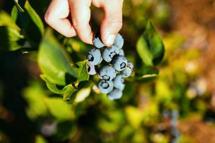 <p>Sağlık anlamında ciddi faydaları olmasıyla birlikte ihracatta da güçlü bir ürün olan yaban mersininde Temmuz ayıyla birlikte hasat başladı.</p>
