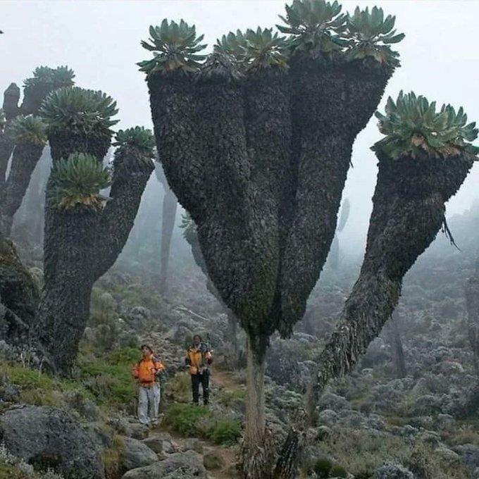 <p><span style="color:inherit">1. Kilimanjaro Dağı'nın zirvesinde bulunan dev Groundsels bitkileri</span></p>