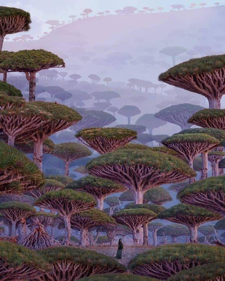 <p>15. Yemen'deki Sokotra Adası</p>

