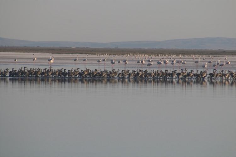 <p>Karataş, bu yıl yavru flamingo sayısının düştüğünü ifade ederek,<strong><em> "Yaptığımız çalışmada yavru flamingolarımızın sayısı 4 bin 300'e çıktı. Bu rakam bu yılki çıkan yavru sayısı. Ortamda son derece etkili bir kuraklık söz konusu. Bölgemiz Türkiye'nin en az yağış alan yeri. Bununla beraber bölgede su isteyen bitkilerin tarımı var. Yer altı sularındaki seviyeler oldukça düşmüş durumda."</em></strong> diye konuştu.</p>

<p>Karataş, Tuz Gölü'nde 2021'de toplu flamingo ölümlerinin meydana geldiğini hatırlattı.</p>
