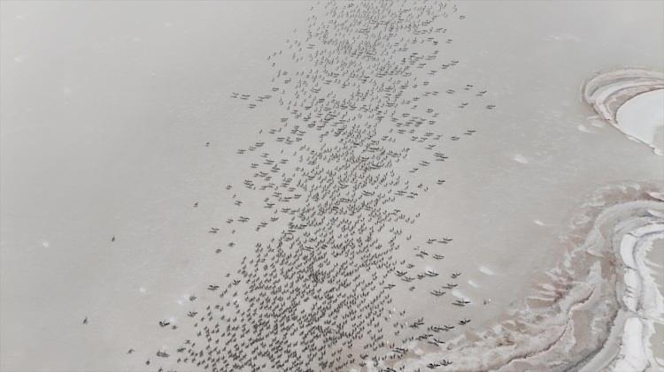 <p>Bu sene gölde çeşitli araçlarla ve gözlemlerle yapılan çalışmada, kreş bölgesinde 4 bin 300 yavru flamingonun olduğu belirlendi.</p>

<p> </p>
