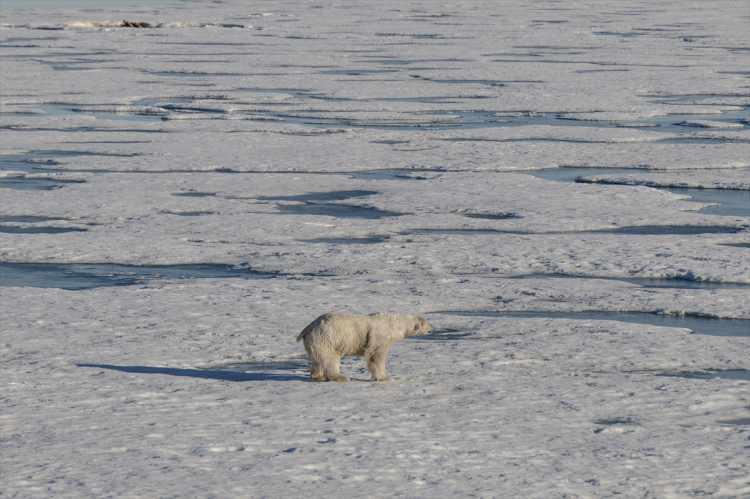 <p>Elde ettiğimiz ses hızını tuzluluk-iletkenlik değerleri ile korele ederek Svalbard etrafındaki termoklin ve haloklin tabakalarını hassasiyetle tespit etmeyi amaçlıyoruz.”</p>
<p> </p>