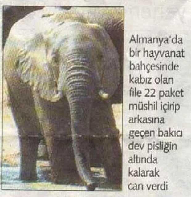 <p>Amerika`da bir hayvanat bahçesinde görevli olan fil bakıcısı rutin temizliğini yaparken filin dışkısı altında kalarak can vermiştir.</p>
