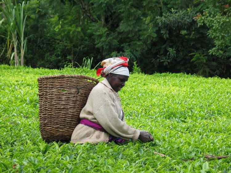 <p>Kenya:</p>
<p>Siyah Çay</p>