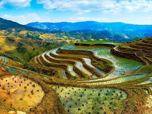 <p>Tayland:</p>
<p>Pirinç</p>