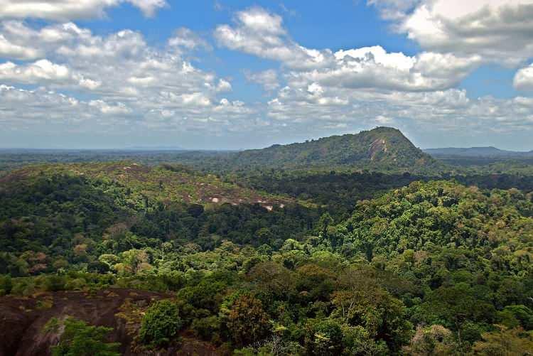 <p>Surinam: </p>

<p>Ormanlar</p>
