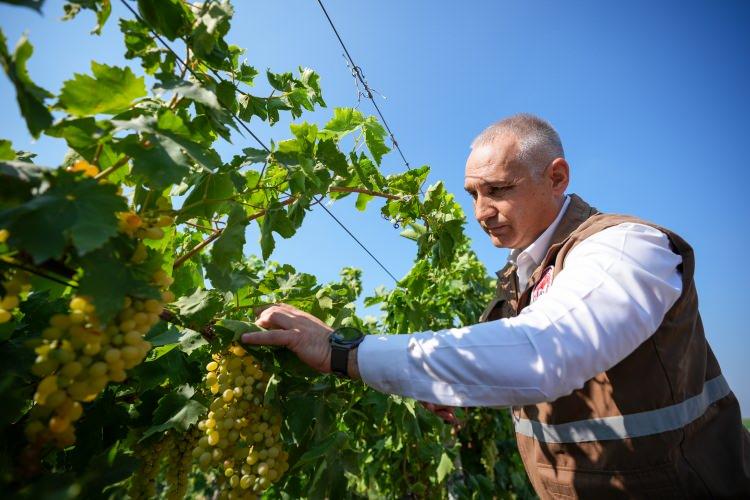 <p>"Üzümdeki verim hem ihracat hem de dış piyasa için ve iç piyasa için yeterli ürünü çıkartacağımızı öngörüyoruz.</p>