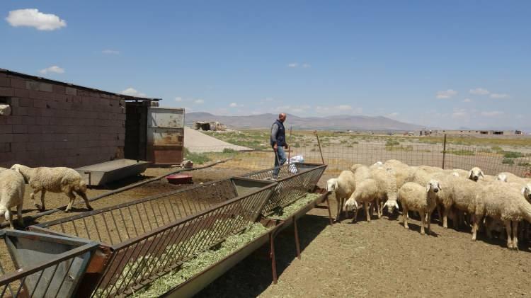 <p>Kayseri'de yaşayan 35 yaşındaki  Çağlar Çetin banka müdürüyken hayatının kararını verip, istifa etti. Bu kararıyla tüm hayatı değişen Çetin, şimdilerde 350 küçükbaş hayvanı ile uğraşıp, çobanlık yapıyor.</p>
