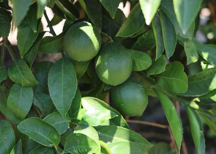 <p>Türkiye'nin en önemli tarım merkezlerinden Adana'da mayer cinsi limonun hasadı başladı. </p>
<p> </p>