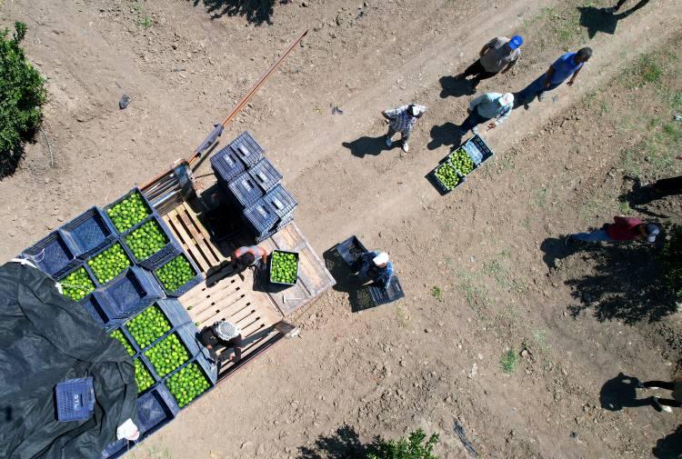 <p>Hava sıcaklığı nedeniyle hasadı yaklaşık 3 hafta önce başlayan ve kent genelinde 230 bin dönüm alanda üretimi yapılan limondan 641 bin ton rekolte hedefleniyor.</p>
