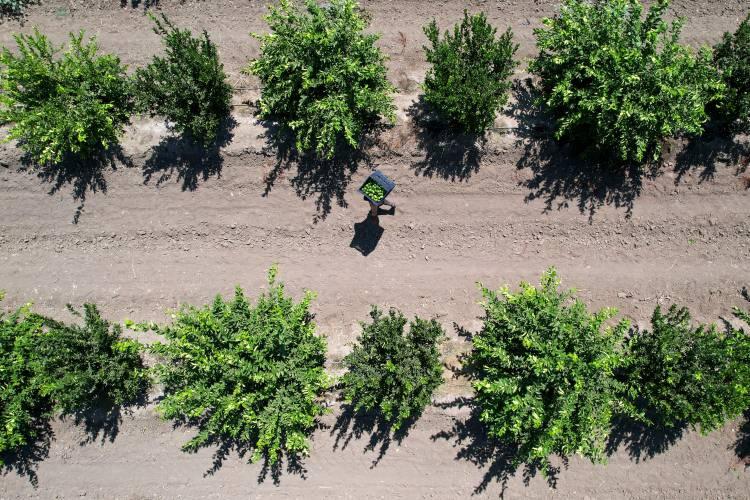 <p>Öte yandan limonun resmi kesim tarihinin ise ‘Turunçgil Kesim ve İhraç Tarihlerini Belirleme Komisyonu' tarafından önümüzdeki günlerde açıklanması, şuanda kesilen limonlara pahalılığın önüne geçilmesi için göz yumulduğu öğrenildi. </p>
<p> </p>