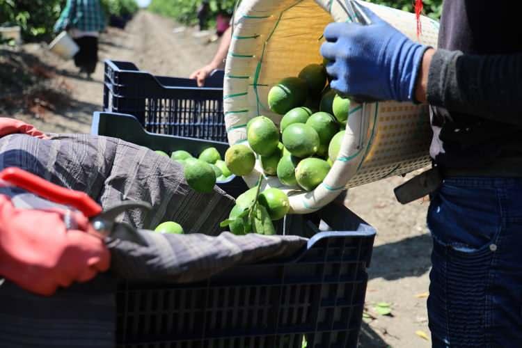 <p>Eski yatak limonun şuanda halde kilogram fiyatı 50-55 lira ama bu mayer cinsi limon bahçede 10-13, halde 20-25 lira arasında. 1 hafta sonra yatak limonlar bitecek ve bu mayer cinsi limon piyasada kalacak” dedi.</p>