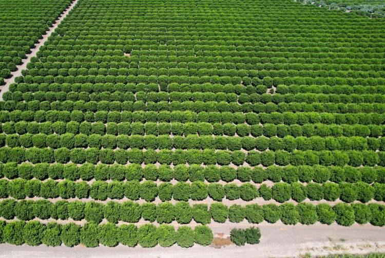 <p>280 dönüm alanda limon üretimi yapan çiftçi Metin Televi ise fiyatlardan memnun olduklarını, verimin de dönüm başına 5-6 ton limon beklediklerini söyledi.</p>