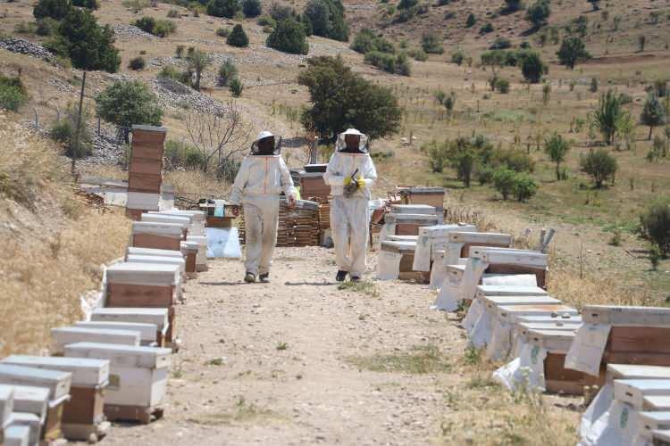 <p>Özellikle kanser tedavisinde iyileşme sürecini hızlandırması, kemoterapinin yan etkilerini azaltması ve kısırlık tedavisinde etkili olmasıyla biliniyor. Ayrıca şeker ve kolesterol dengesini sağlayarak kalp sağlığını koruyor.</p>