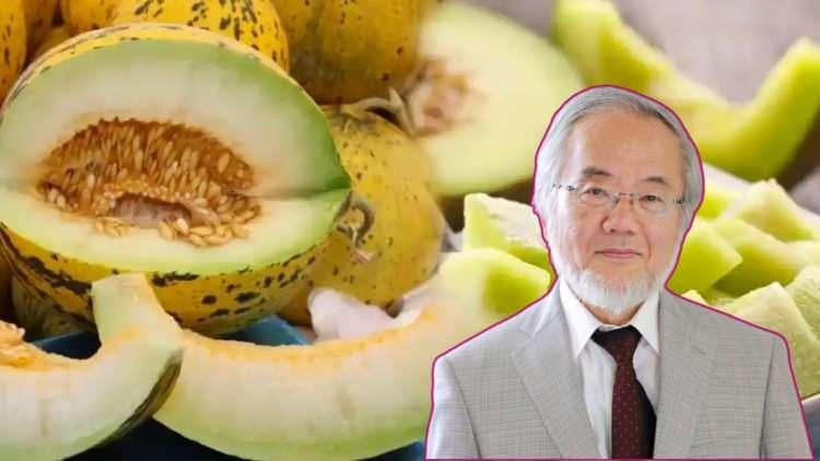 <p><span style="color:#800000"><em><strong>Nobel Tıp Ödülü alan Japon bilim insanı Yoshinori Ohsumi doğada en nadir bulunan K vitamininin kavun kabuklarında bulunduğu açıklayarak sakın çöpe atmayın diyerek heyecanlandıran bir açıklama yaptı. Kavun kabuğunun faydaları saymakla bitmiyor.</strong></em></span></p>
