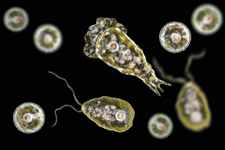 <p>Rauf, yaptığı açıklamada, Jasim'e 24 saat içinde tanı koyduklarını belirtirken, Naegleria fowlerinin gencin vücuduna muhtemelen yüzdüğü göletten bulaştığını söyledi.</p>
