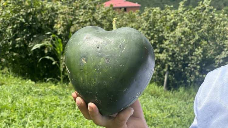 <p>Yazıcı, bahçesinden dönüm başına 3 ton karpuz almayı beklediğini, ürünlerine gösterilen talebin kendisini mutlu ettiğini söyledi.</p>
