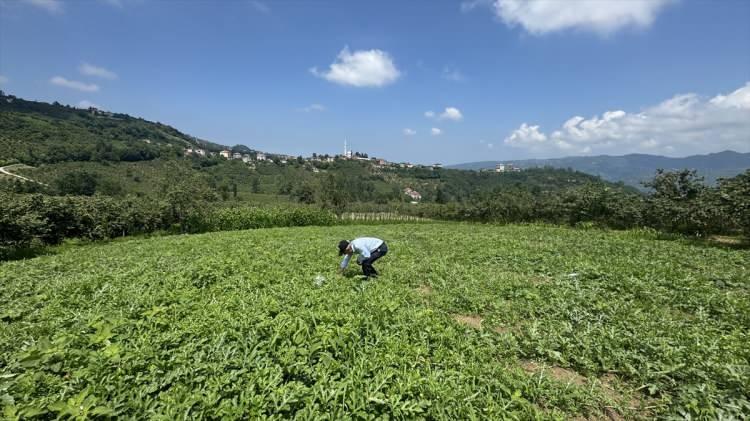 <p>Karşılaştığı talihsizliklere inat yılmadan tarımda yenilikçi girişimlerini sürdüren Yazıcı, bu kez İstanbul'dan getirttiği kalıplarla kalp ve kare şeklinde karpuz üretti. Şekilli karpuz yetiştirmede başarılı olan Yazıcı, bugünlerde sıra dışı hediye arayanların ilgisini çekiyor.</p>