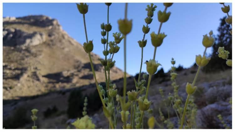 <p>Erciyes Dağı ve çevresinde yetişen ve şifalı olduğu söylenen bitkiler toplanmaya başladı.</p>
<p> </p>