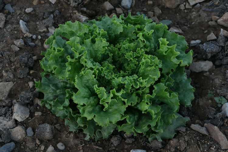 <p>Ata tohumuyla kimyevi gübre kullanmadan patates, biber, domates, patlıcan, salatalık ve lahana gibi 36 çeşit sebze üreten çiftçiler, hasadını yaptıkları mahsulü hem pazarda hem de dalından kendileri toplamak isteyenlere satıyor.</p>
<p> </p>