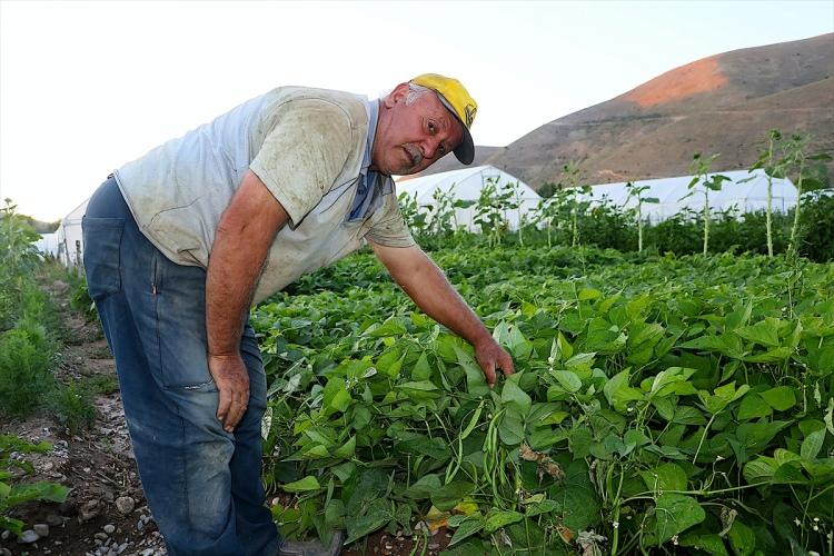 <p>Kış şartlarının çetin geçtiği kentte yılın 6 ayı üretim yapabilen çiftçiler, sezonda yaklaşık 120 ton sebze ile 80 bin demet yeşillik üreterek kentin bu alandaki ihtiyacının karşılanmasına katkı sağlıyor.</p>
<p> </p>