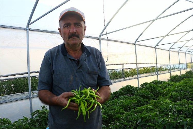 <p>Topraktaki mikroorganizma beslenmesinin bu yıl sağlandığını belirten Ersen, dolayısıyla verimin geçen yıla göre 5 kat arttığını vurguladı.</p>
<p> </p>