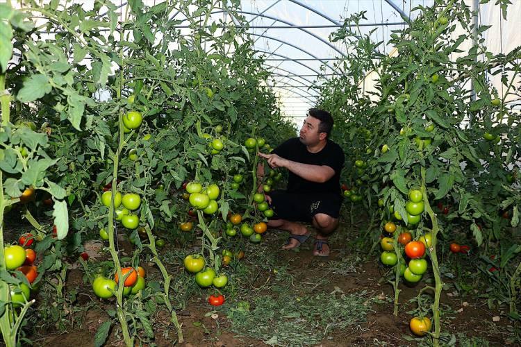 <p>Çiftçilerin profesyonelce işlerini yaptığına dikkati çeken Ersen, "Burası hobi bahçesi niteliğinde bir yer değil, üretim merkezi şeklinde değerlendiriyoruz. Buradakilerin hepsi atadan, dededen bu işi daha önce yapan bağcı diye tabir ettiğimiz çiftçilerimiz." dedi.</p>
<p> </p>